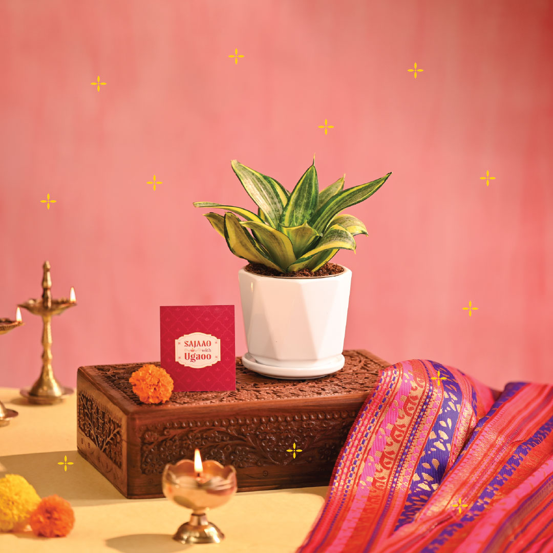 Snake Plant - Golden - Diwali Edition