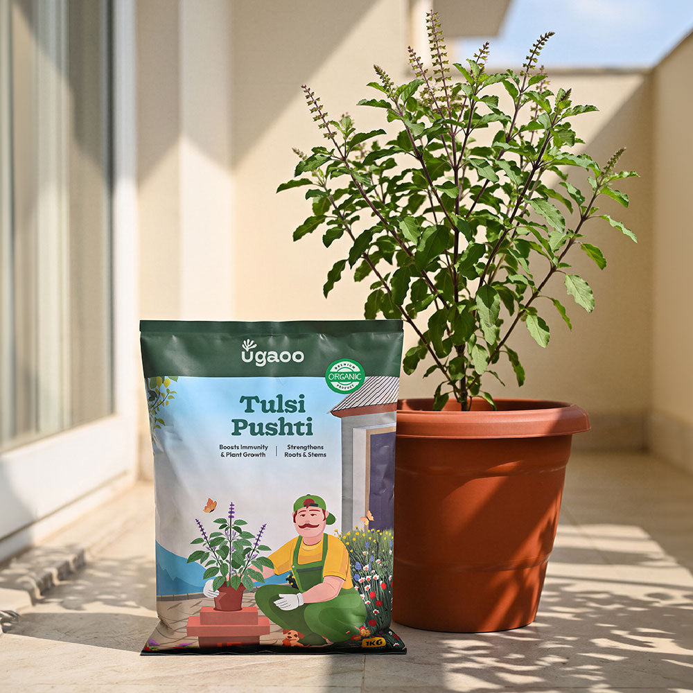 Tulsi Pushti