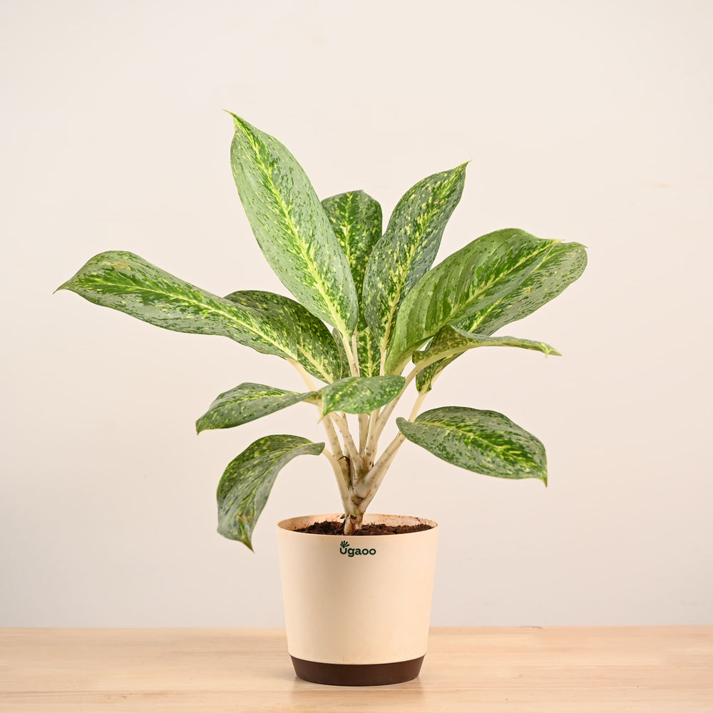 aglaonema butterfly Buy Large Aglaonema Butterfly Plant Online in India