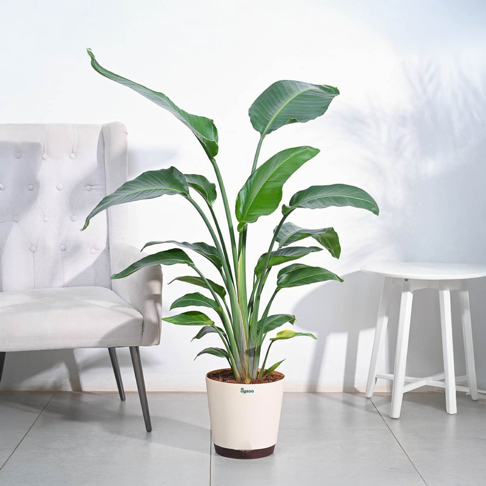 indoor plants ugaoo Bird Of Paradise Plant