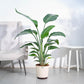 Bird of Paradise Plant - XL