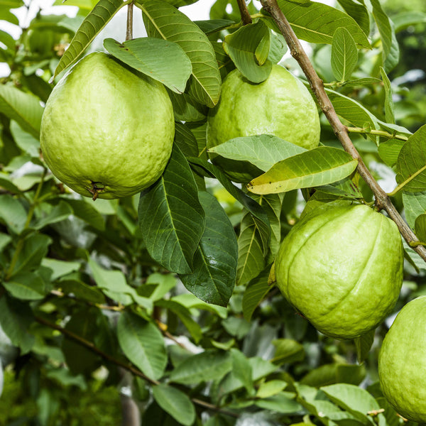 Guava Plant with Grow Bag