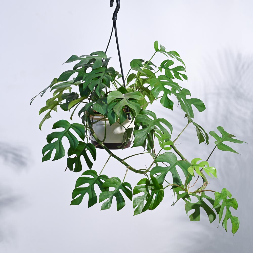 Monstera Minima in Hanging Planter