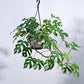 Monstera Minima in Hanging Planter