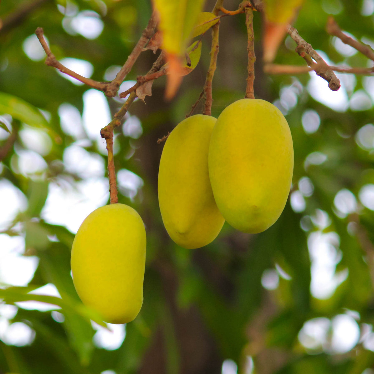 Buy Mango Plant Online | Safe Home Delivery of Plants – Ugaoo