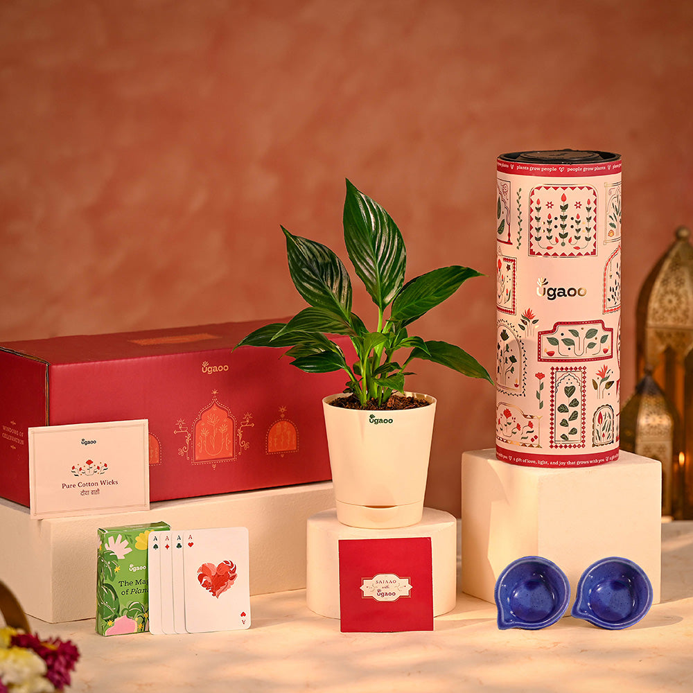 Peaceful Prosperity - Lucky Plant Hamper