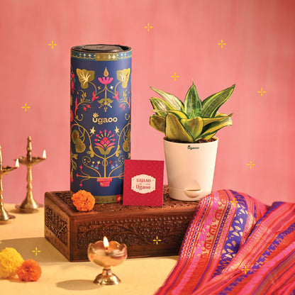 Snake Plant - Golden - Diwali Edition
