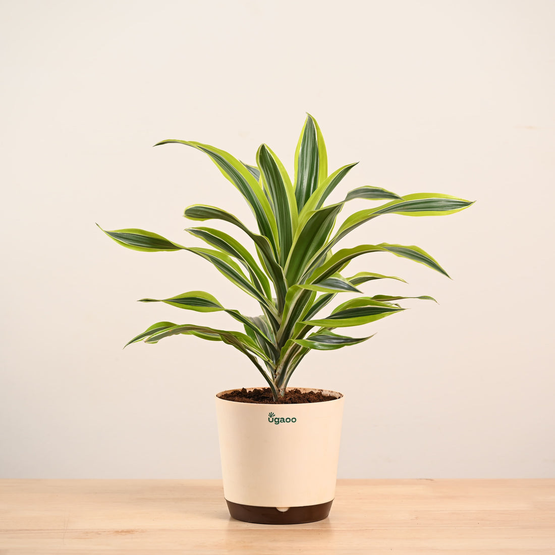 Dracena Lemon Lime Plant - Large