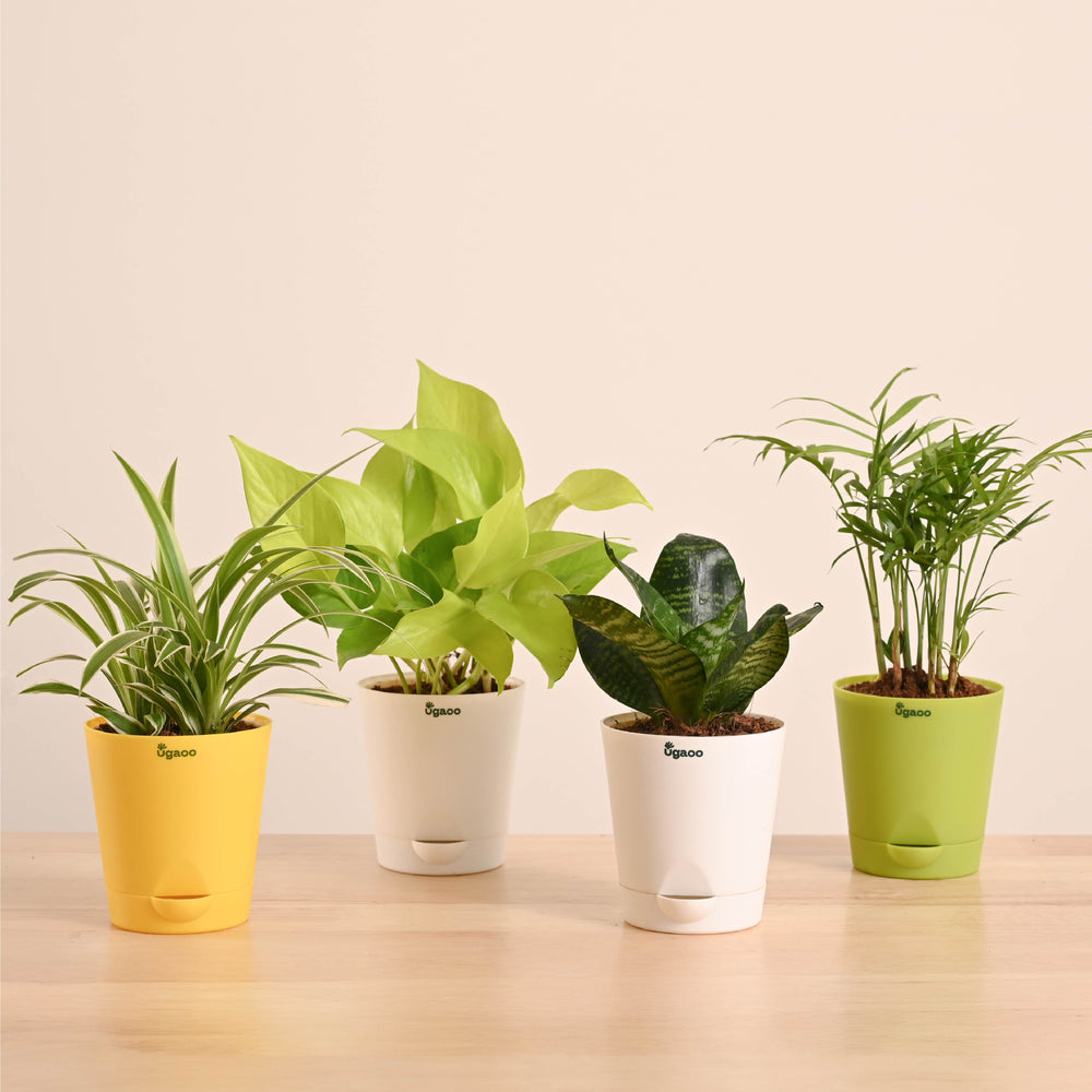 Air Purifying Indoor Plants Combo - Low Care Oxygen Boosters