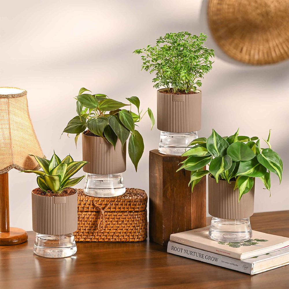 Set of 4 Indoor Plant Decor Bundle