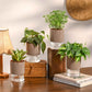 Set of 4 Indoor Plant Decor Bundle