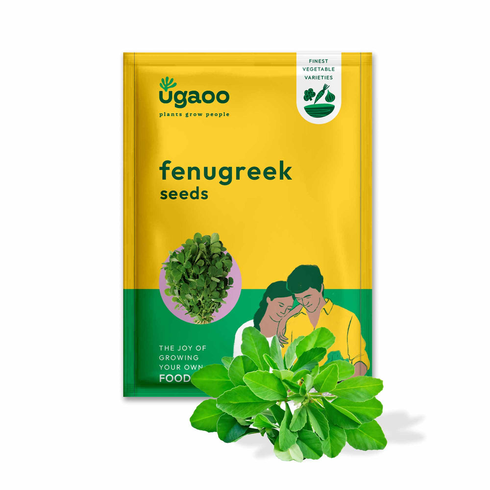 buy fenugreek seeds to plant Fenugreek Seeds (Methi) – Ugaoo