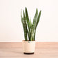 Sansevieria Zeylanica - XL