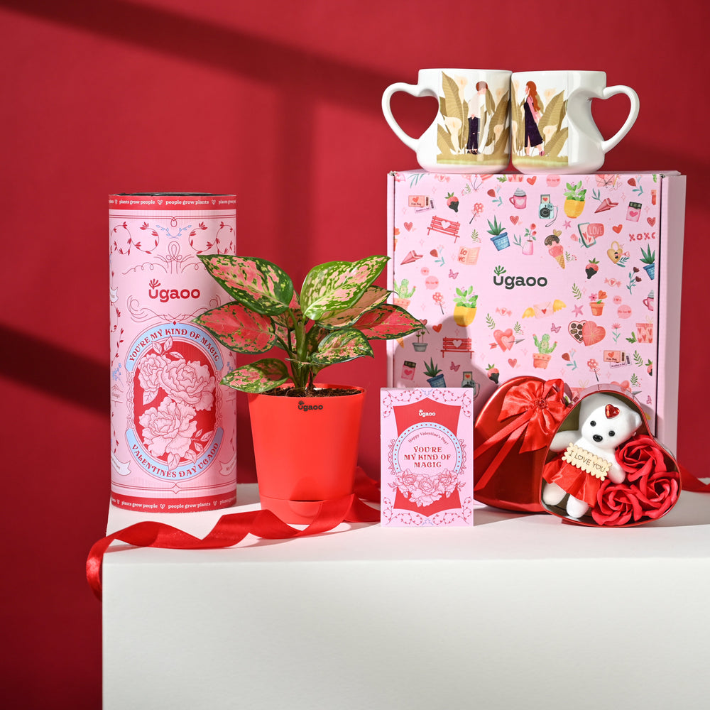 Blush of Love Hamper