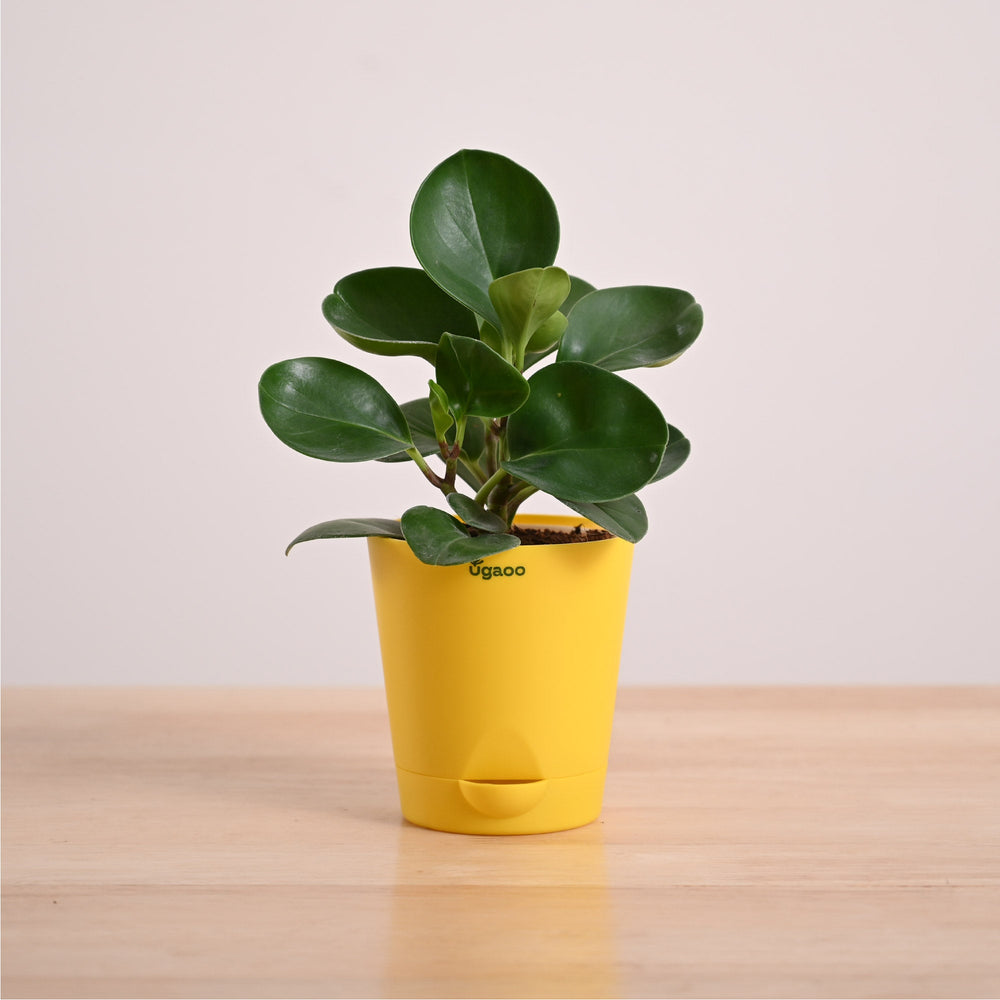 Peperomia Green Plant