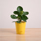 Peperomia Green Plant