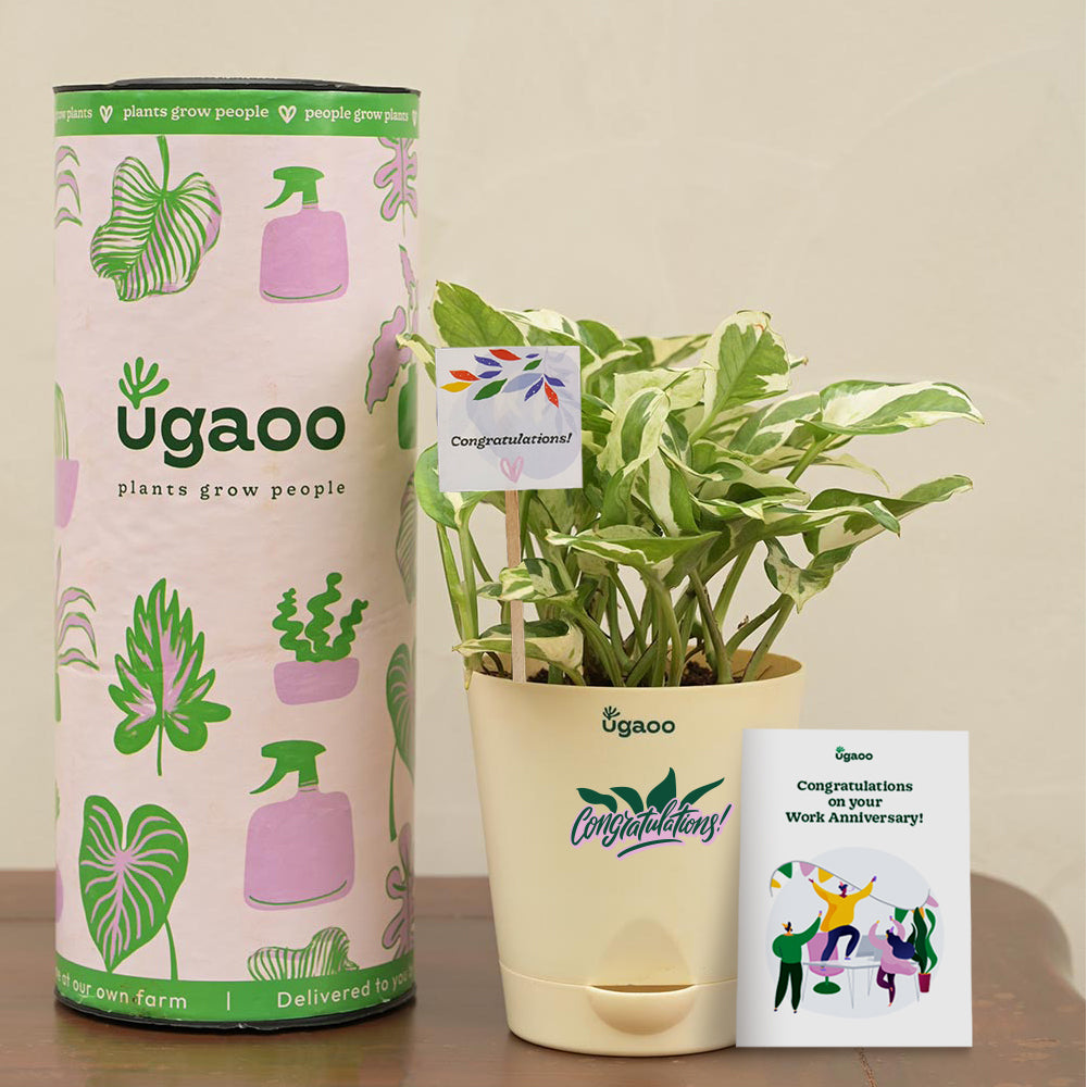 gifting money plant Money Plant N'Joy Corporate Gift Hamper – Ugaoo