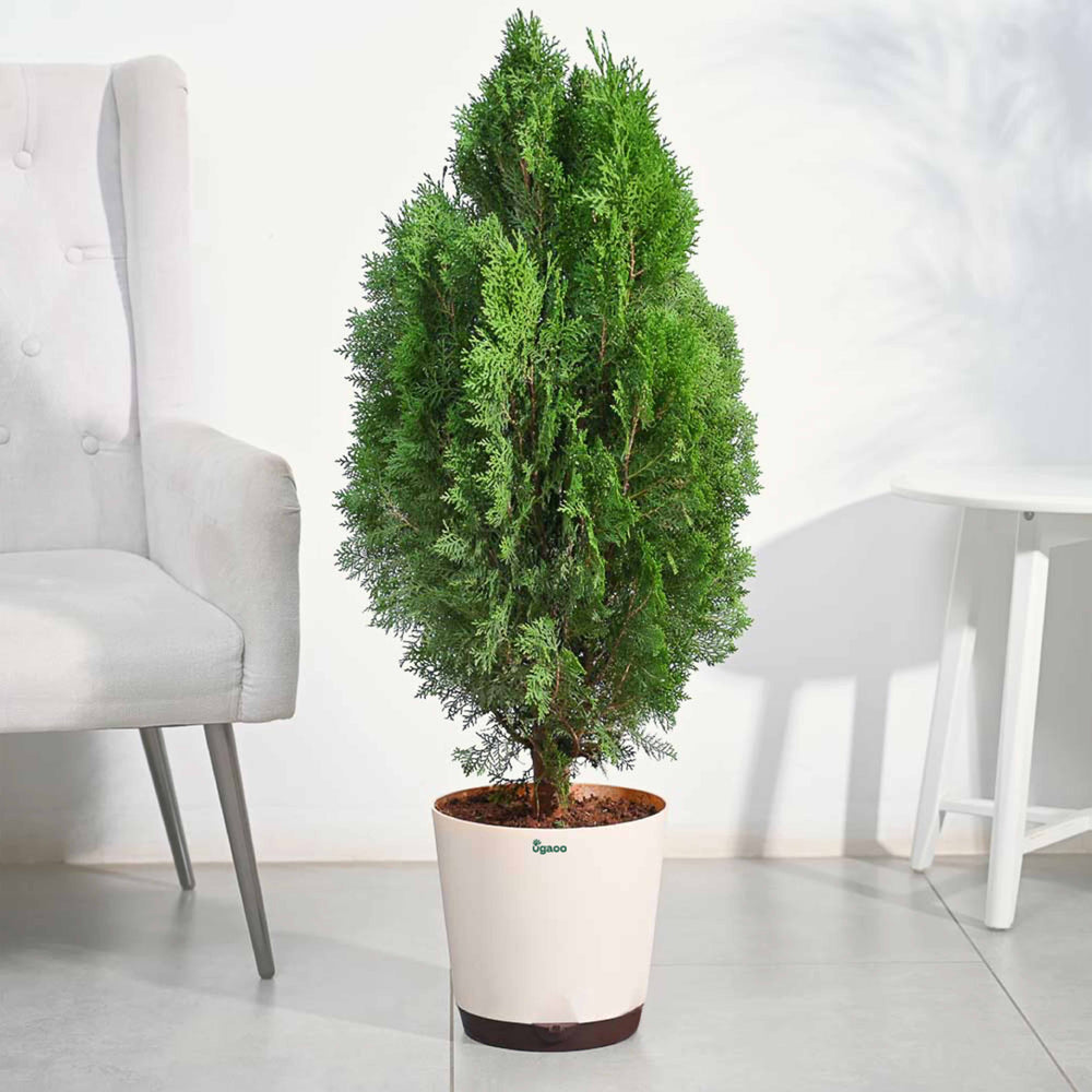 Thuja Plant - XL