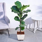 Ficus Lyrata (Fiddle Leaf Fig) - XL