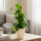Oxycardium Green Plant with Moss Stick - Medium