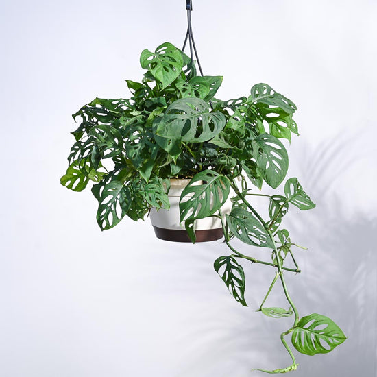 Philodendron Broken Heart With Hanging Pot