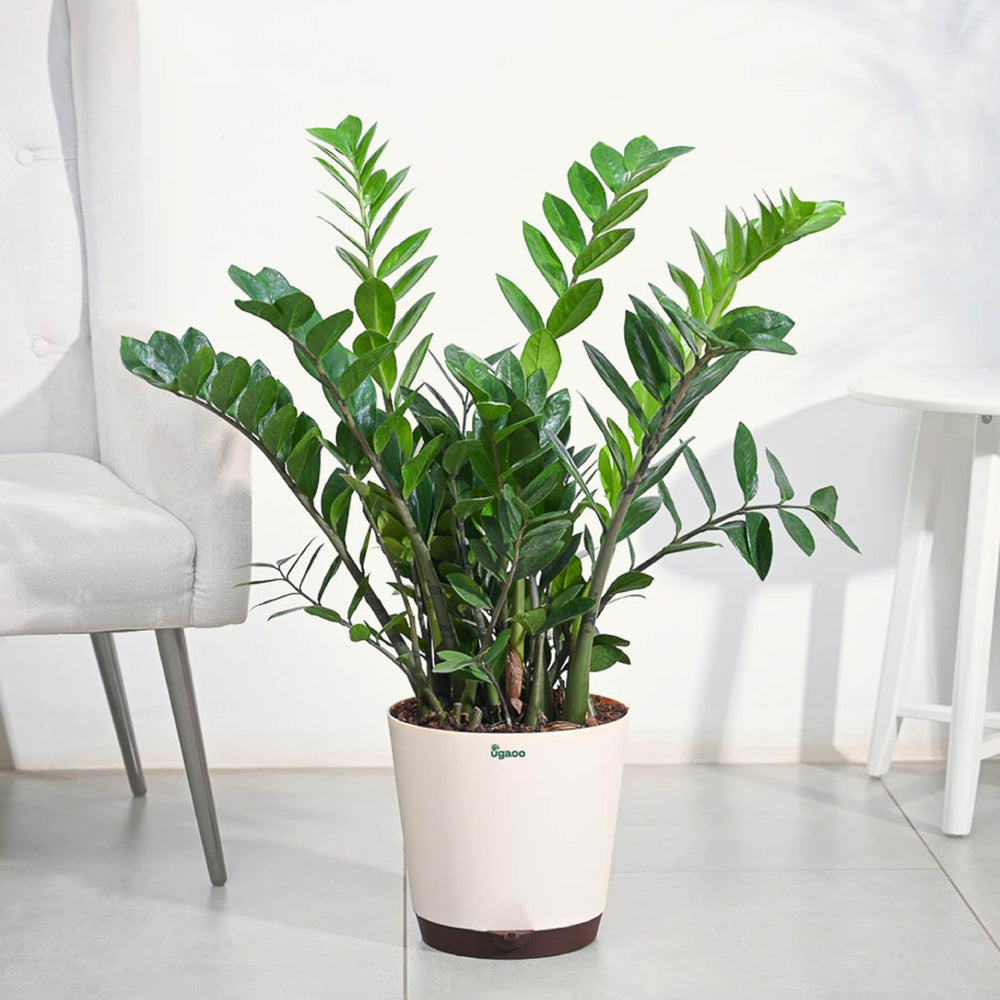 large zz plant to buy Buy Large ZZ Plant | Low Maintenance & Perfect for Beginners