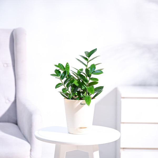 ZZ Plant with Self Watering Pot