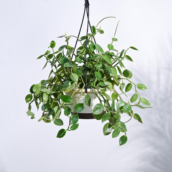 Peperomia Green Creeper with Hanging Planter