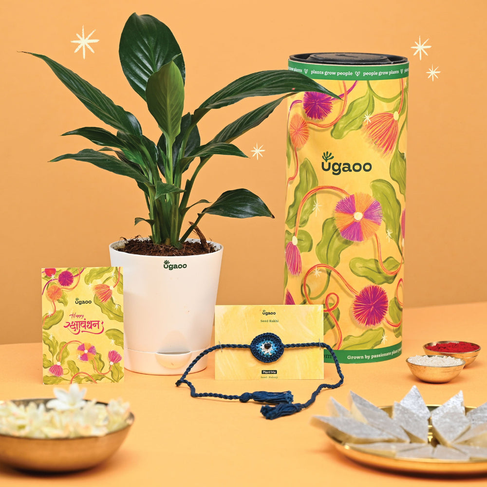 Rakhi Gift for Brother - Peace Lily Plant with Kalonji Seed Rakhi