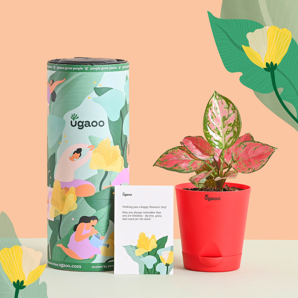 Aglaonema Pink Beauty Women&