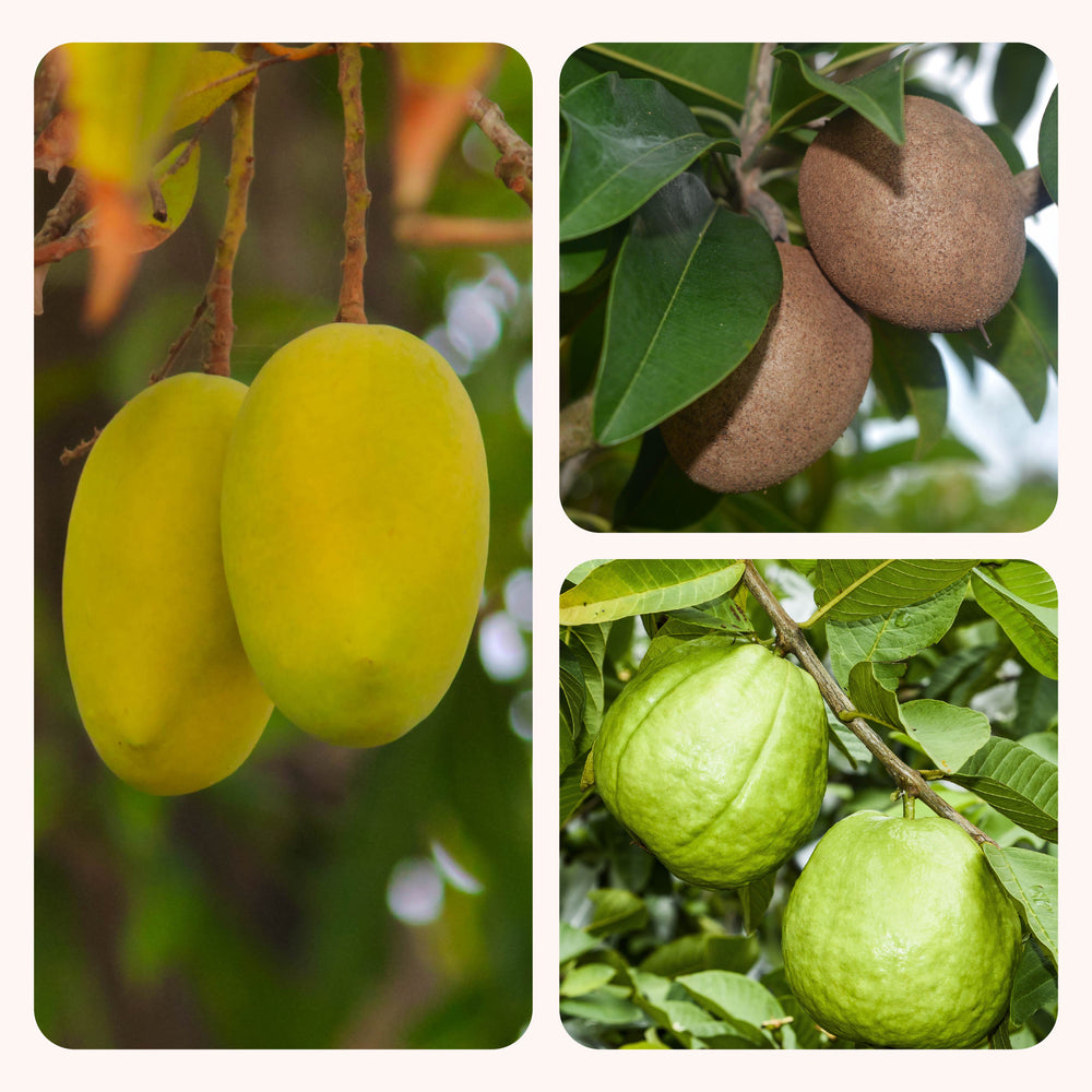 Mango, Guava, Chiku - Combo of 3 Fruit Plants with Grow Bag