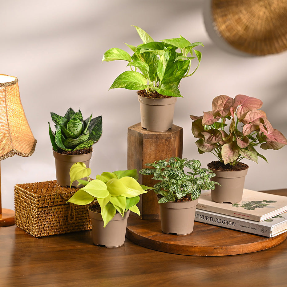 Set of 5 Low Maintenance Decorative Plant Bundle