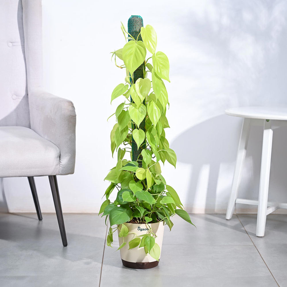 philodendron vastu Buy Philodendron Oxycardium Golden plant with Moss Stick