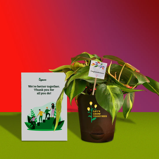 Philodendron Brasil Plant and Auric Budget Box