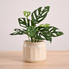 Broken Heart Plant