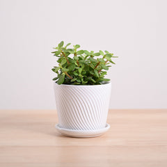 Jade Mini Plant