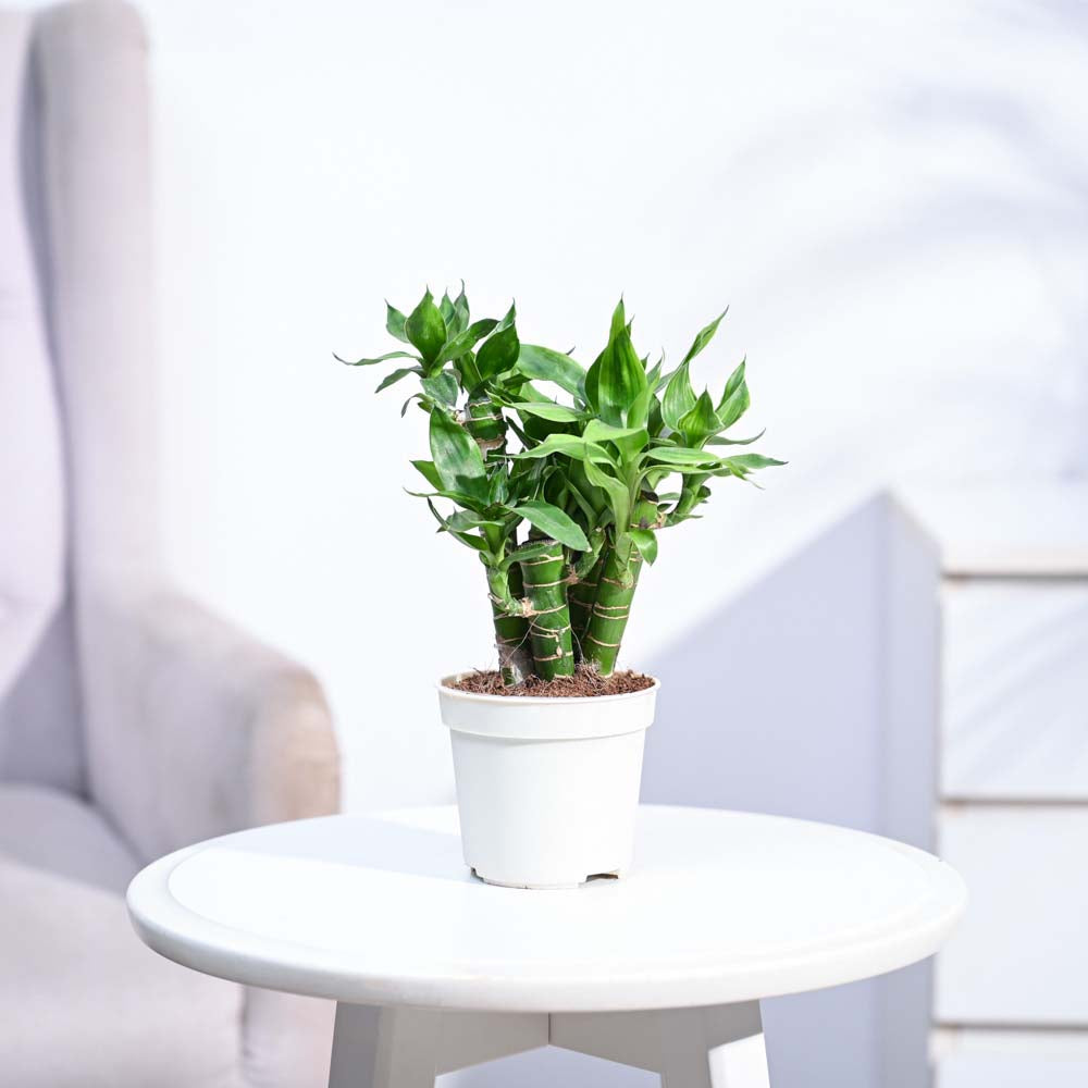 5 lucky bamboo Buy Exclusive Lotus Lucky Bamboo 5 Sticks Plant