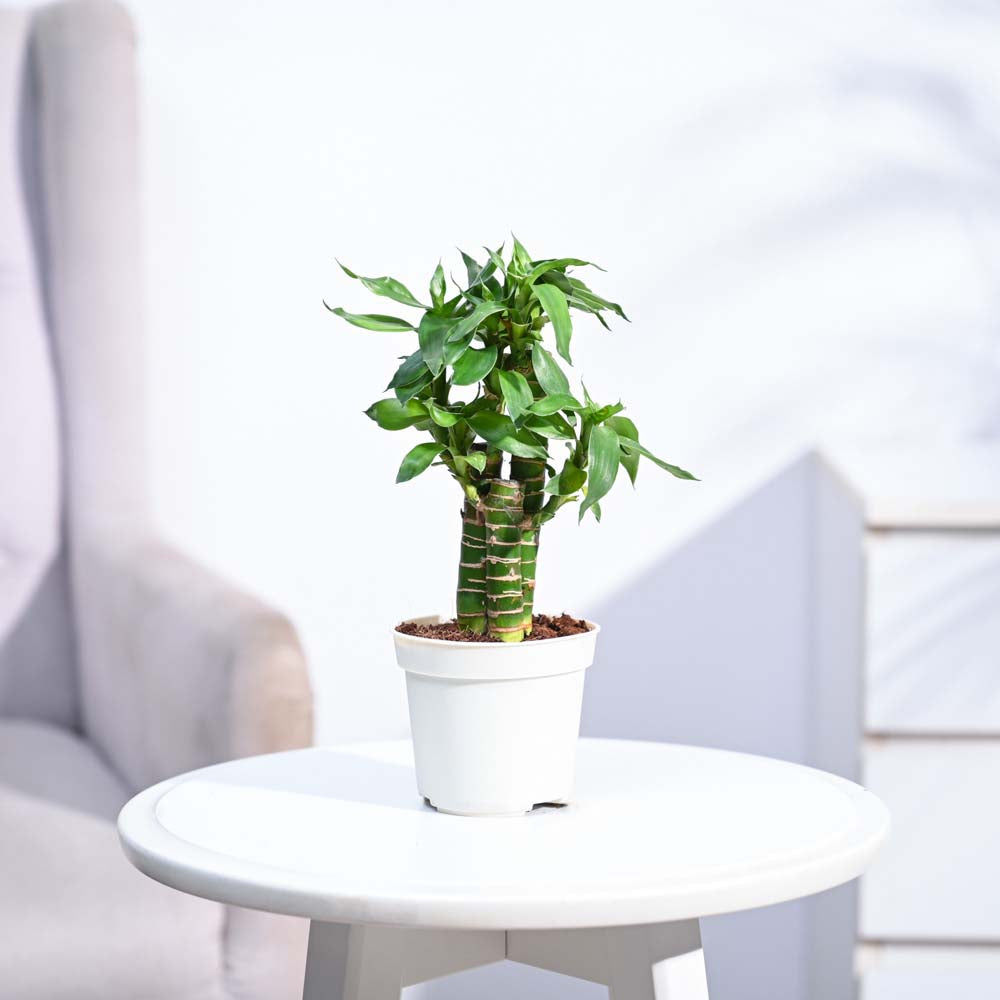 ugaoo lucky bamboo 2 layer feng shui plant Buy Premium Lotus Bamboo 3 sticks Plant