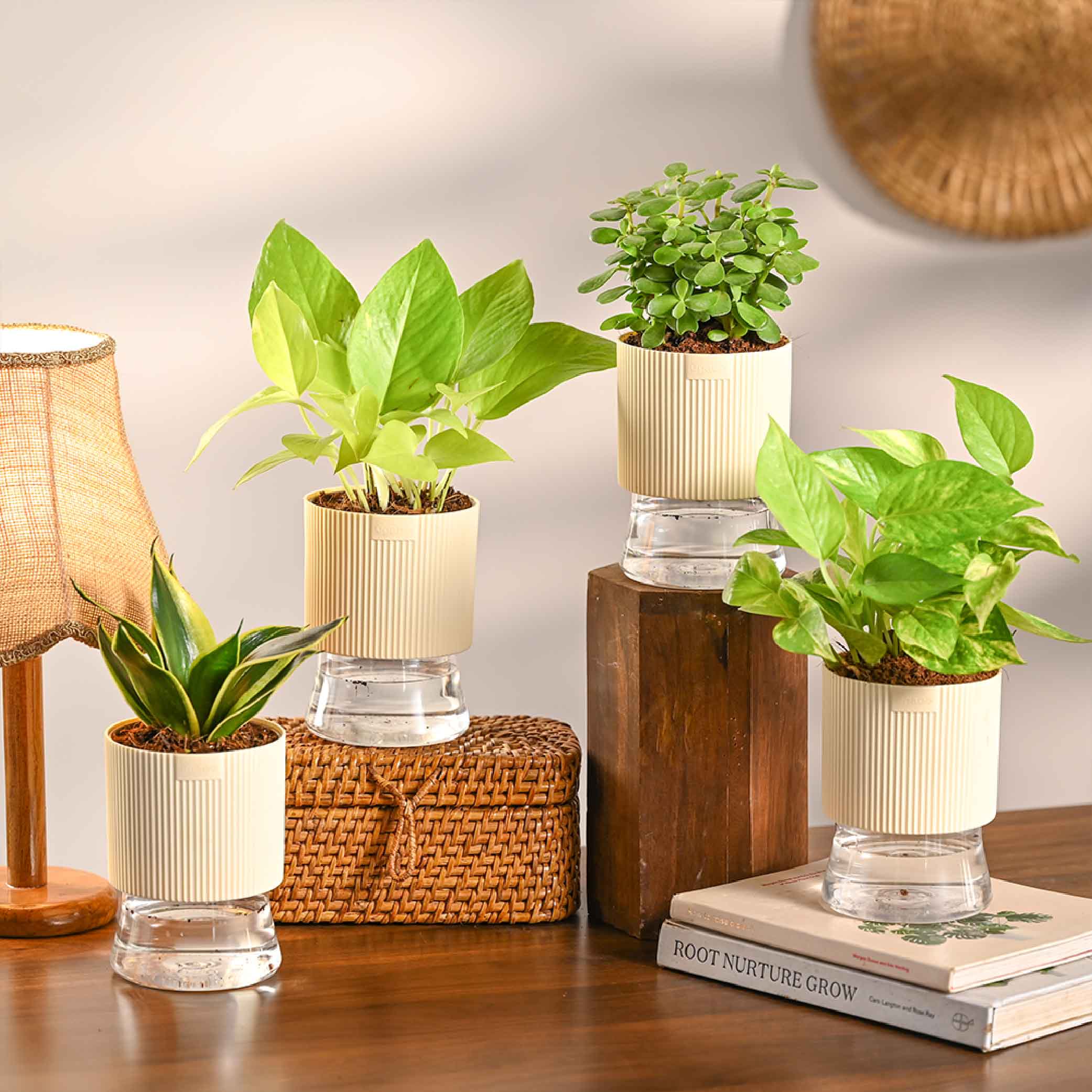 Pack of 4 Home Air Purifier Plant Bundle