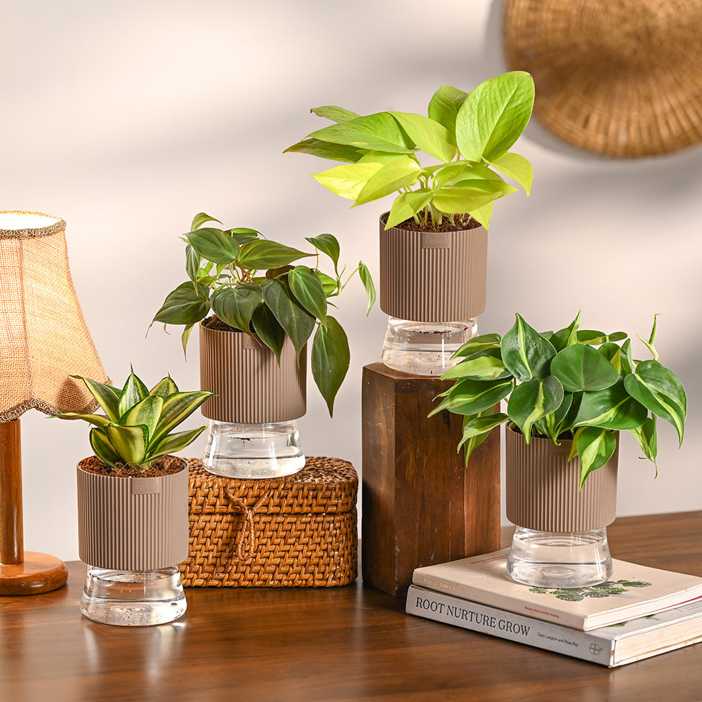 Set of 4 Indoor Plant Decor Bundle