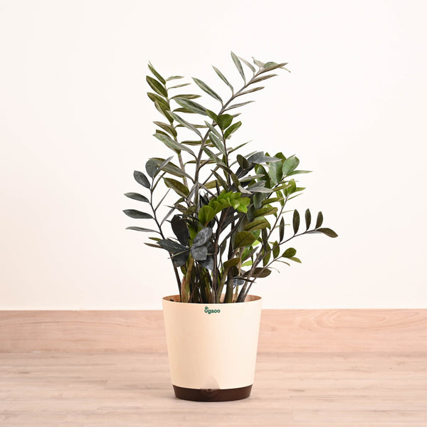 ZZ Black Plant - XL