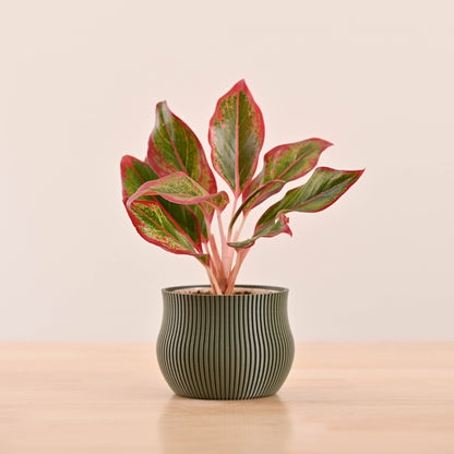 3d printed pots_NUHP0345