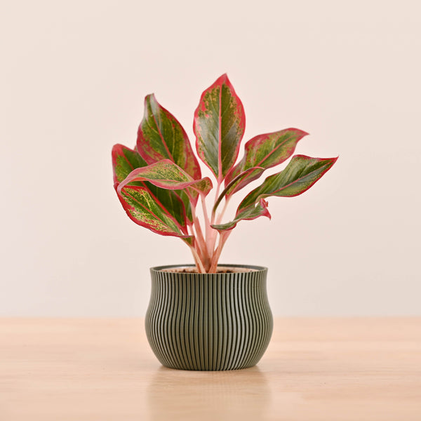 3d printed pots_NUHP0345