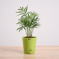 Bamboo Palm Plant