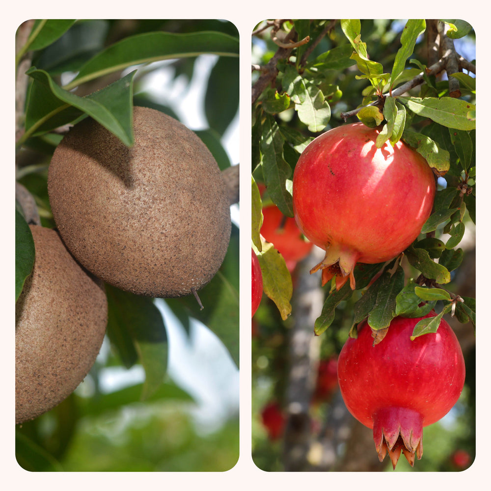 Chiku and Pomegranate Fruit Plant Combo with Grow Bag