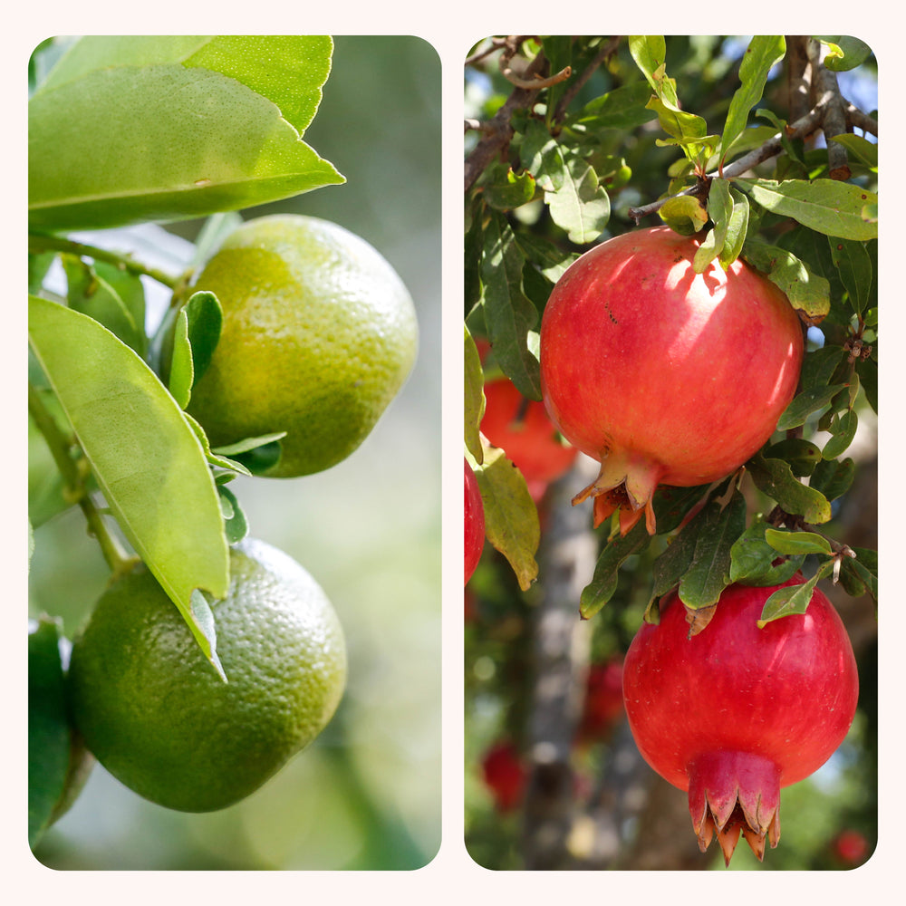 Pomegranate and Lemon Plant Combo with Grow Bag
