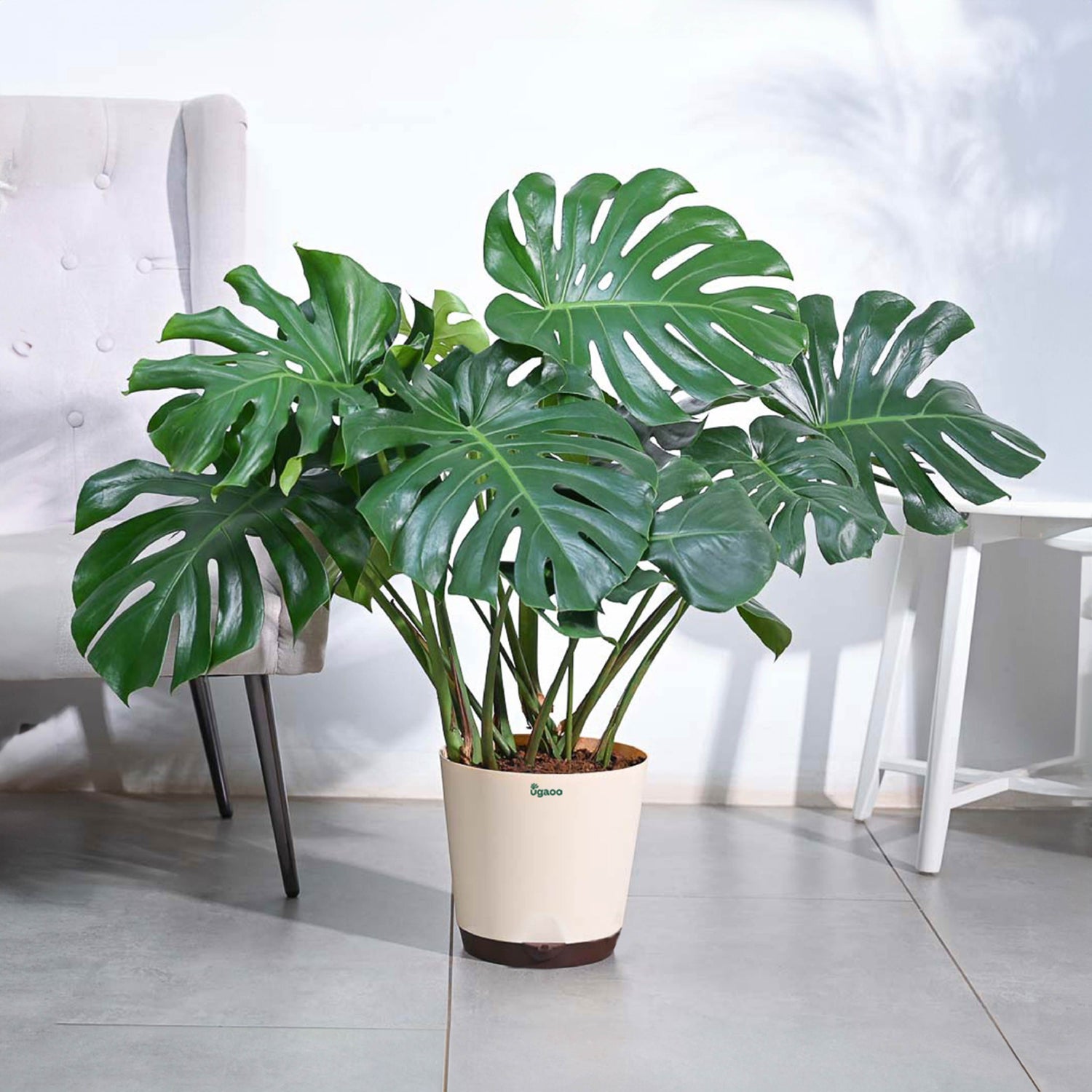 Buy Large Monstera Deliciosa Plant | Lush & Exotic – Ugaoo