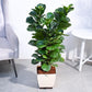 Ficus Lyrata Bambino -XL