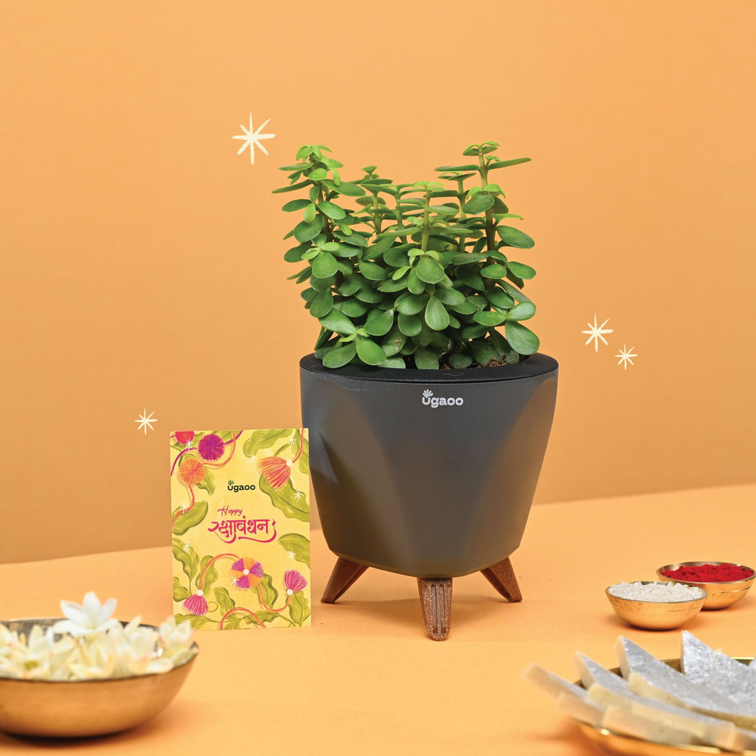 Rakhi Gift for Sister - Jade Mini Plant with Lagos Pot