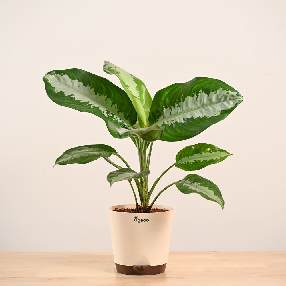 Aglaonema Evergreen Plant - Large